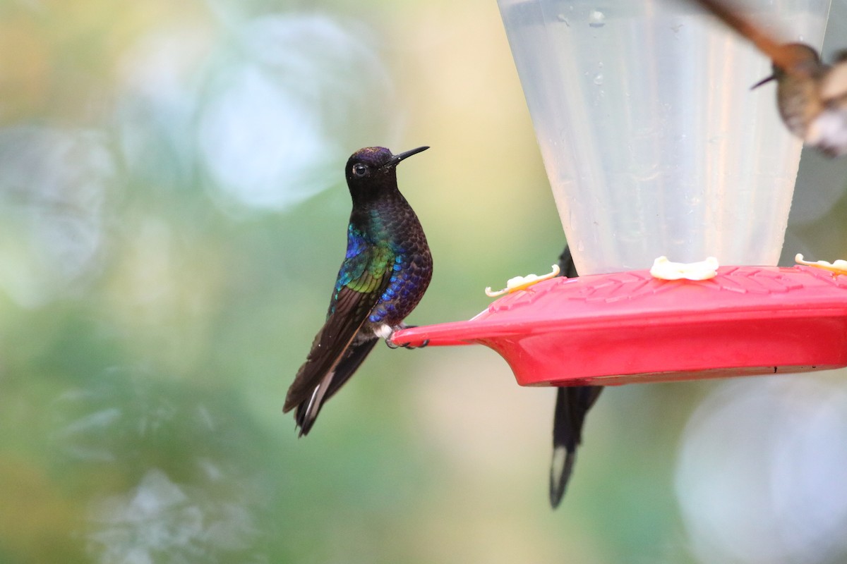 Velvet-purple Coronet - Eliza Wein