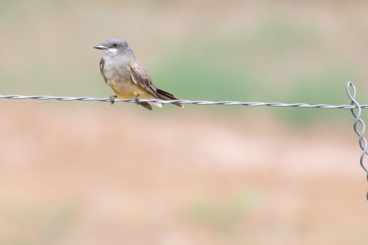 Cassin's Kingbird - Nick Pulcinella