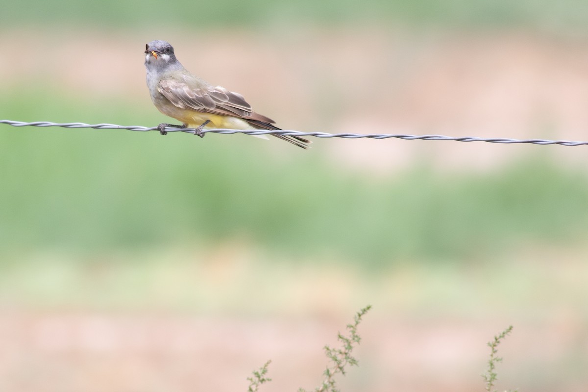 Cassin's Kingbird - Nick Pulcinella