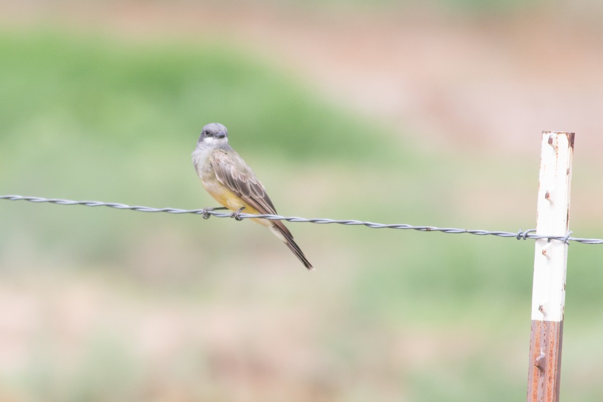 Cassin's Kingbird - ML606937471