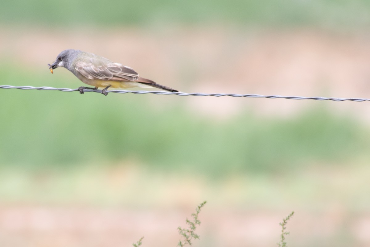 Cassin's Kingbird - ML606937481