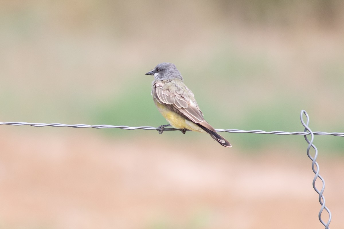 Cassin's Kingbird - Nick Pulcinella