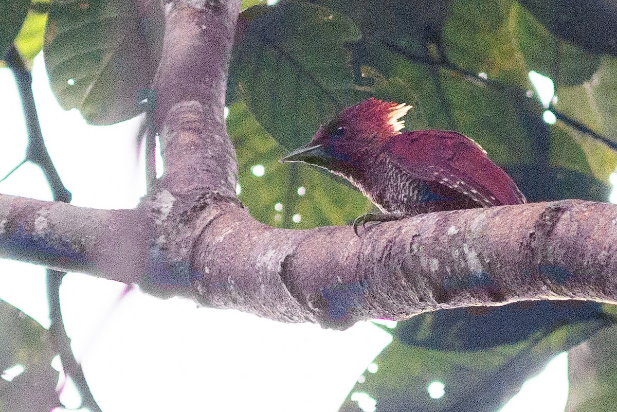 Banded Woodpecker - ML606938811