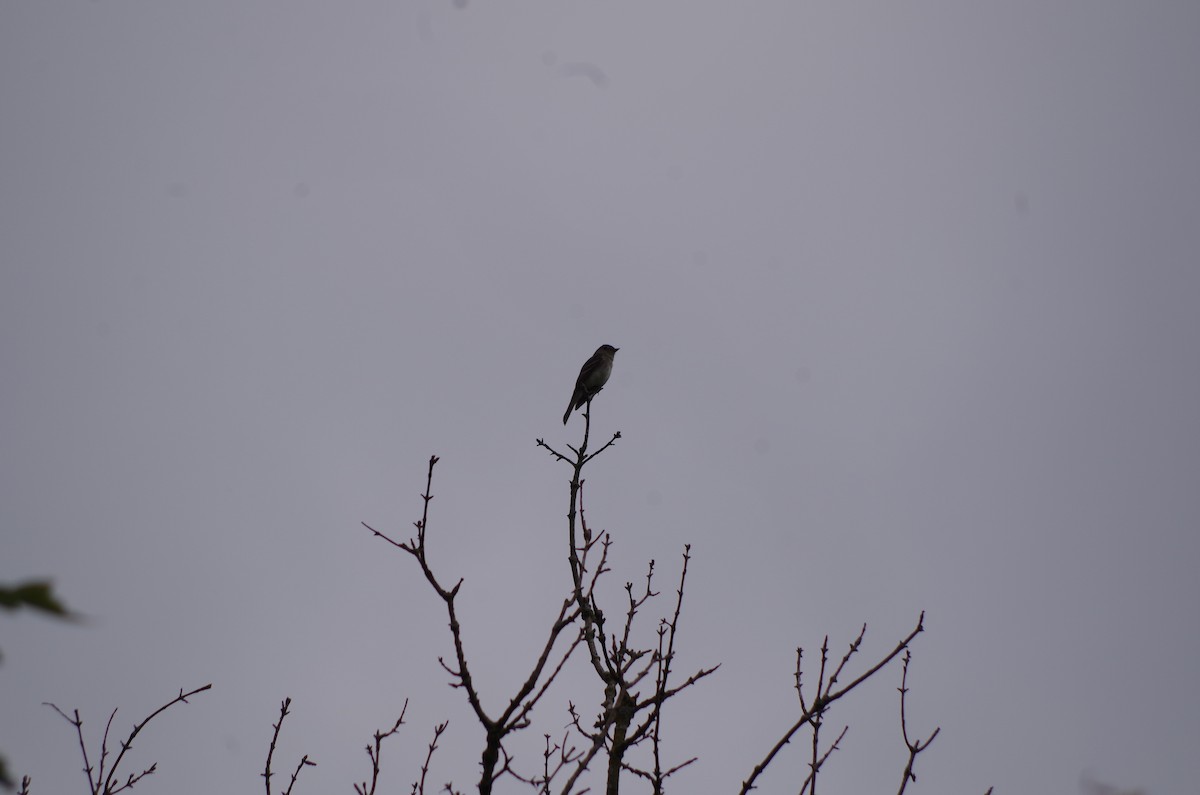 Eastern Wood-Pewee - ML606941031