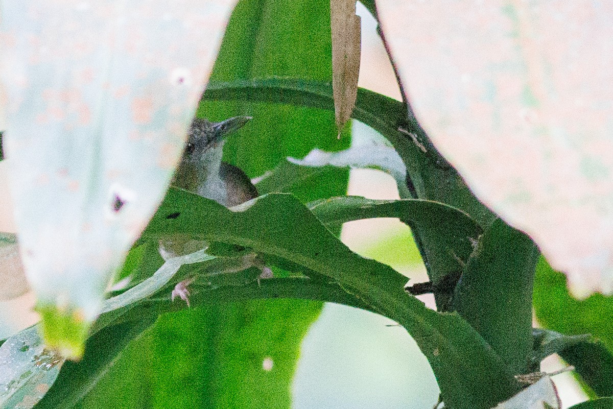 Abbott's Babbler - ML606941521