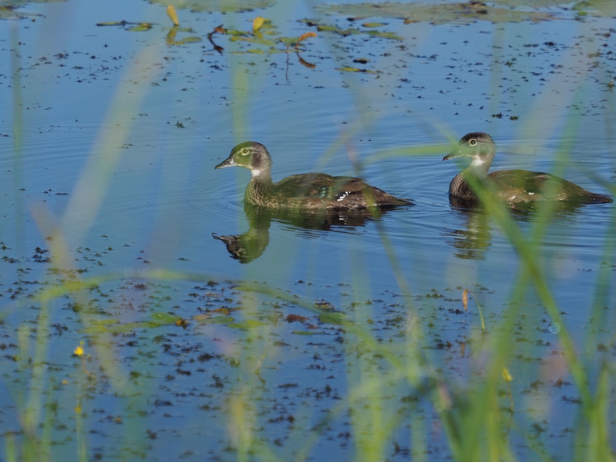 Wood Duck - ML606942031