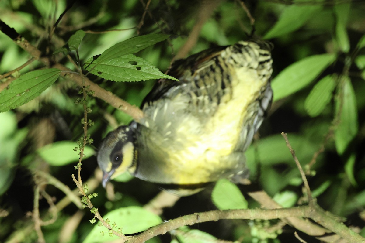 Taiwan Partridge - ML606942191