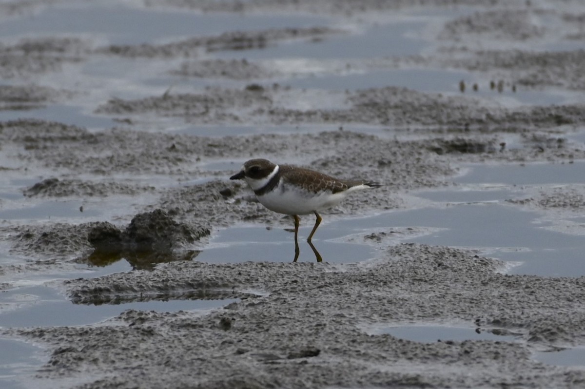 Semipalmated Plover - ML606942221