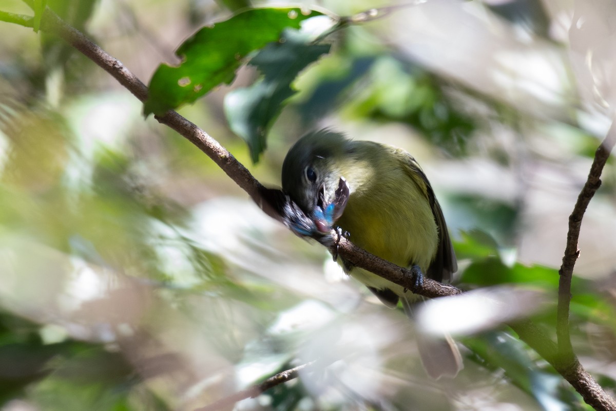 Yellow-olive Flatbill (Sooretama) - Victor Castanho