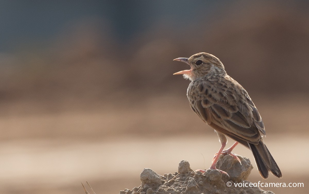 Indian Bushlark - ML60694241