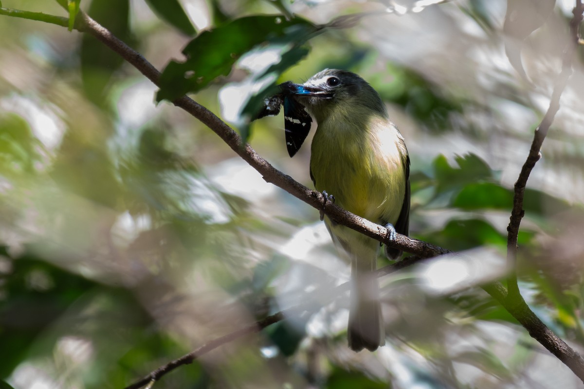 Yellow-olive Flatbill (Sooretama) - Victor Castanho