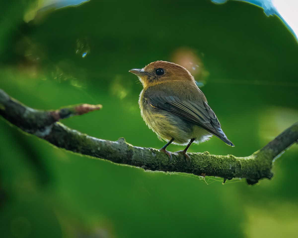 Yellow-throated Spadebill - ML606943001