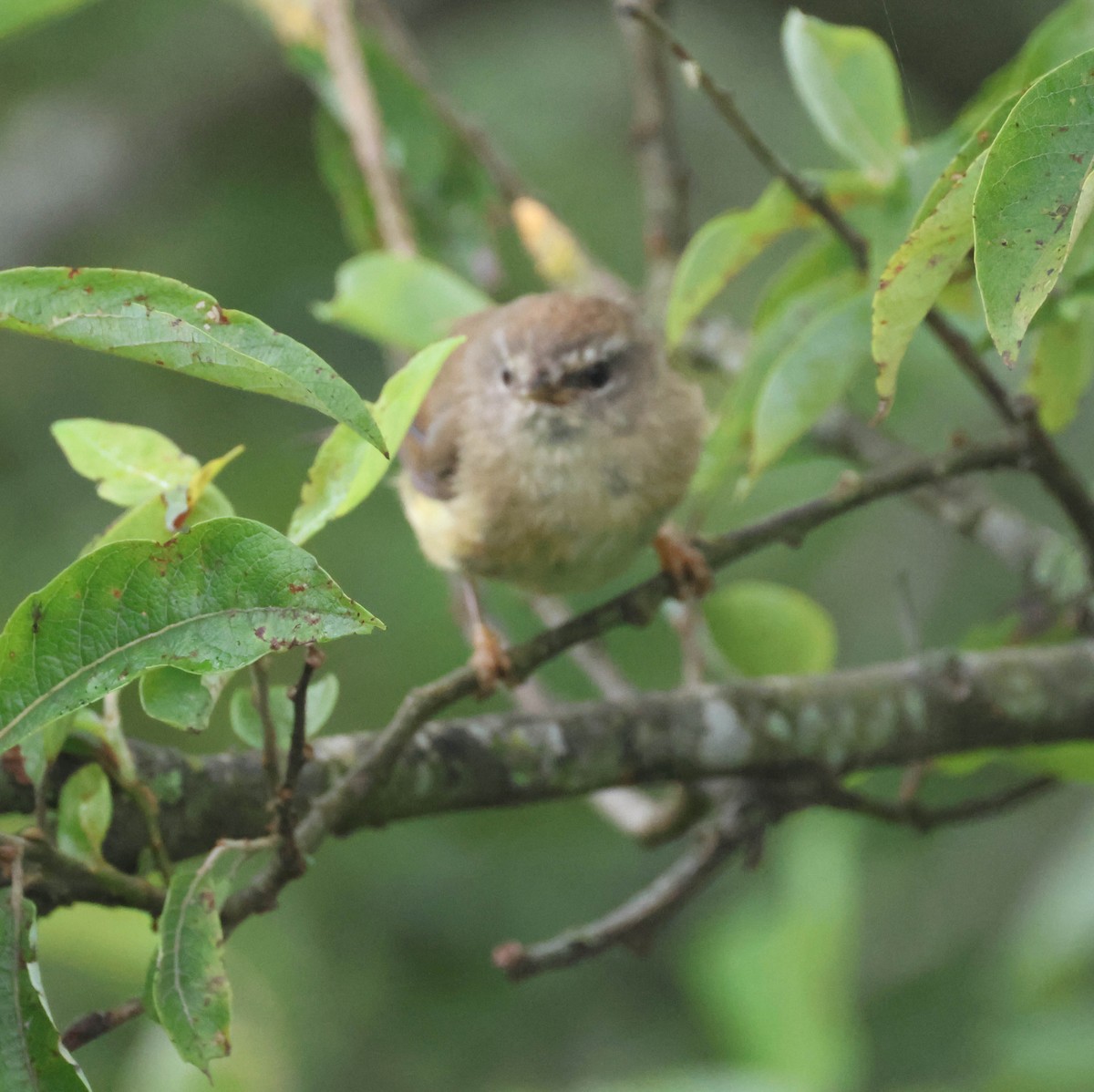 Yellowish-bellied Bush Warbler - ML606943131