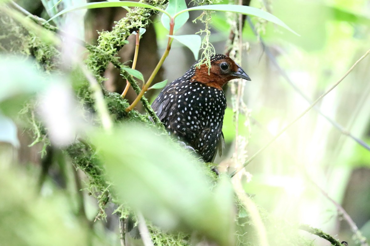 Ocellated Tapaculo - ML606943151