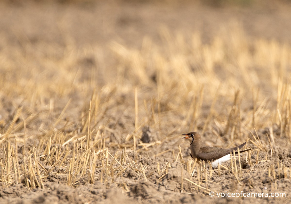 Oriental Pratincole - ML60694461