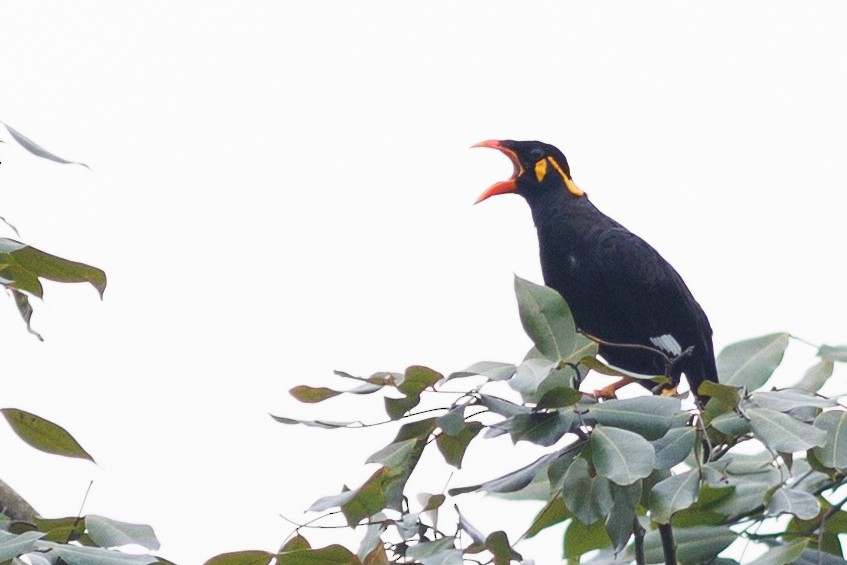 Common Hill Myna - ML606945301