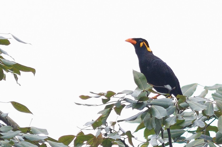 Common Hill Myna - Nathan Goldberg