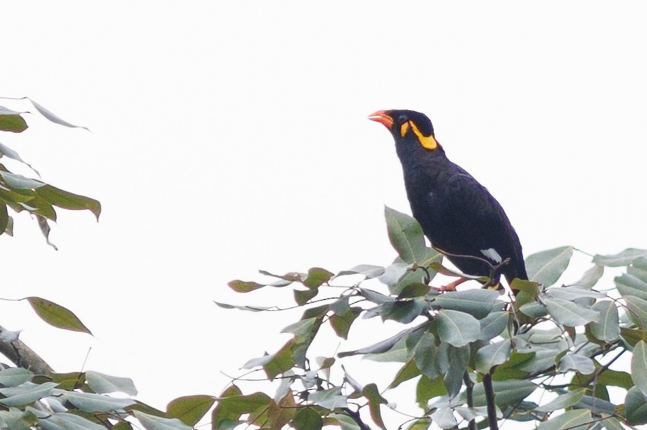 Common Hill Myna - ML606945341