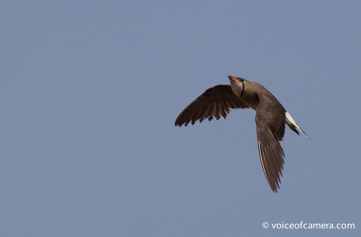 Oriental Pratincole - ML60694551