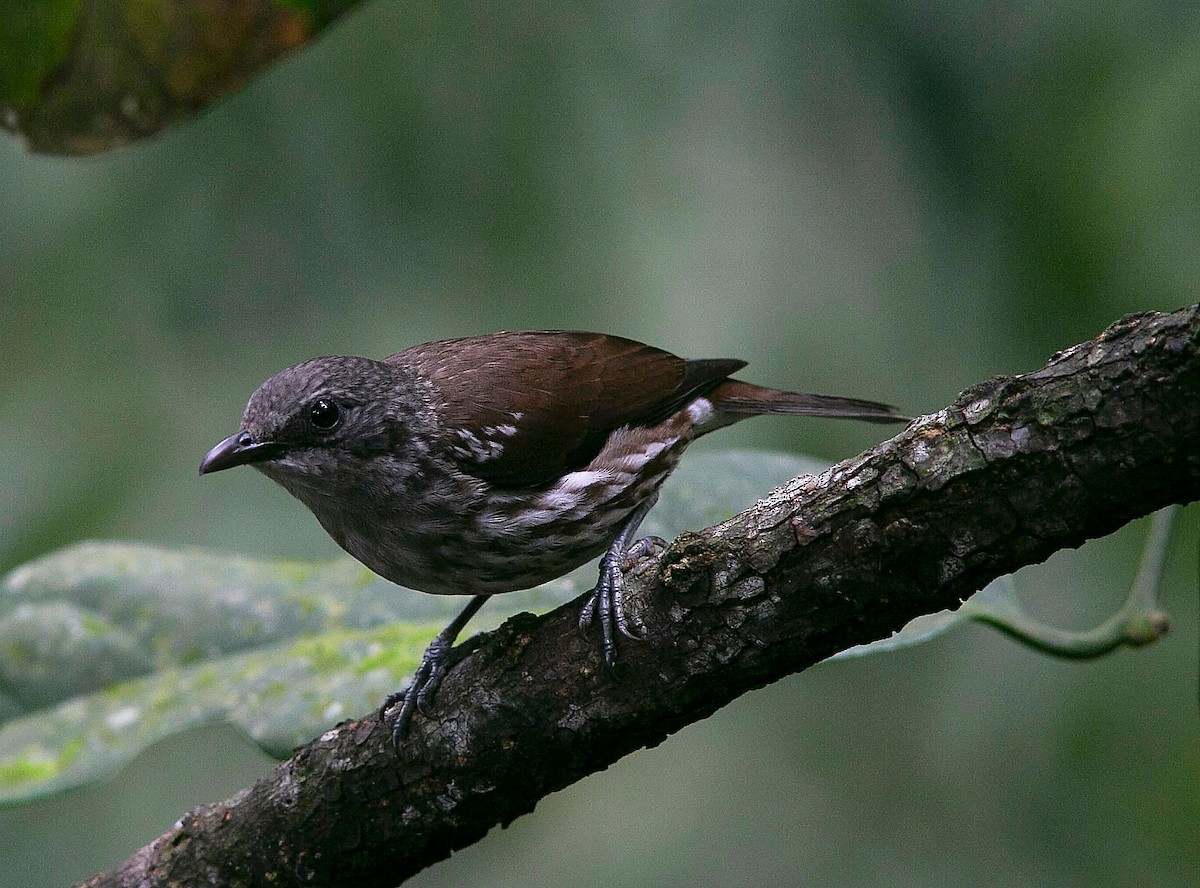 Rhabdornis des Visayas - ML606945761