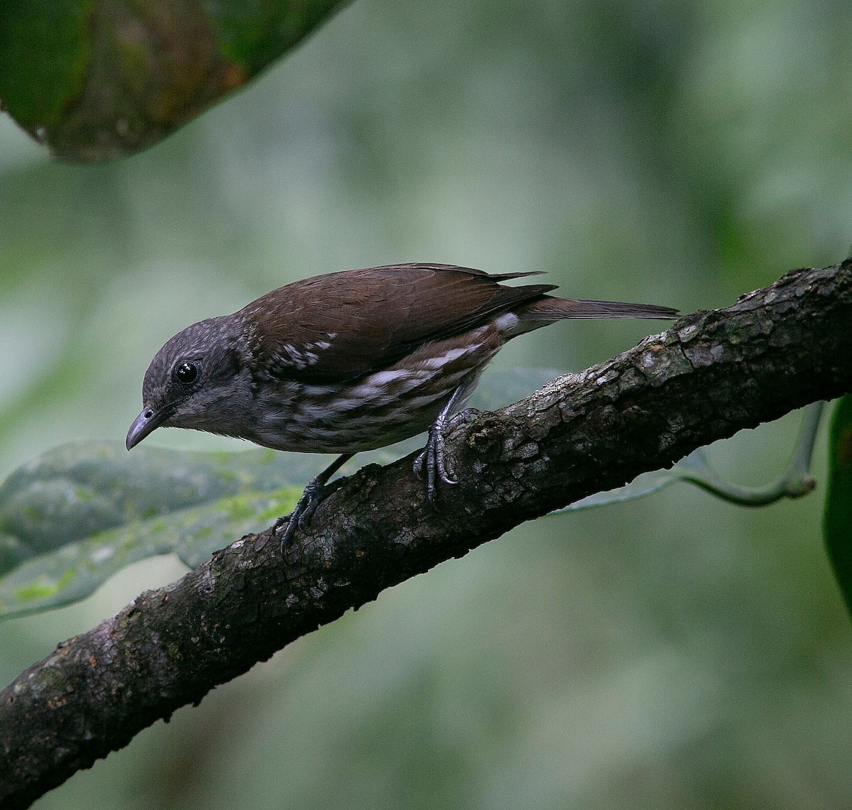 Visayan Rhabdornis - ML606945811