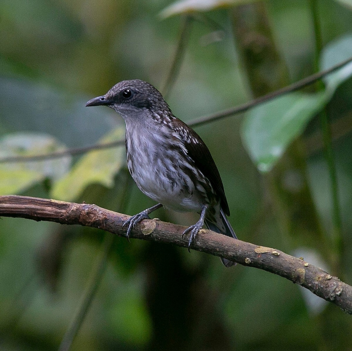 Visayan Rhabdornis - ML606945891