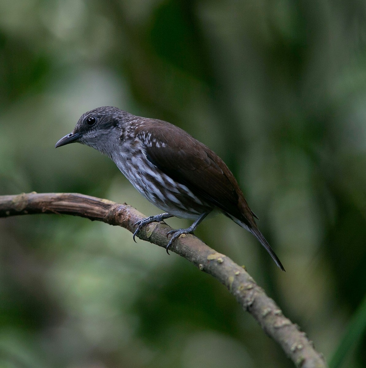 Visayan Rhabdornis - ML606945921