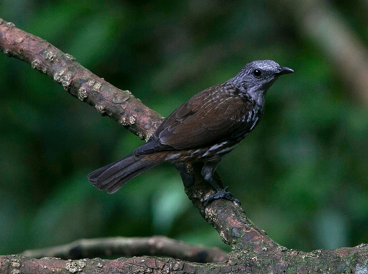 Visayan Rhabdornis - Brendan Sloan