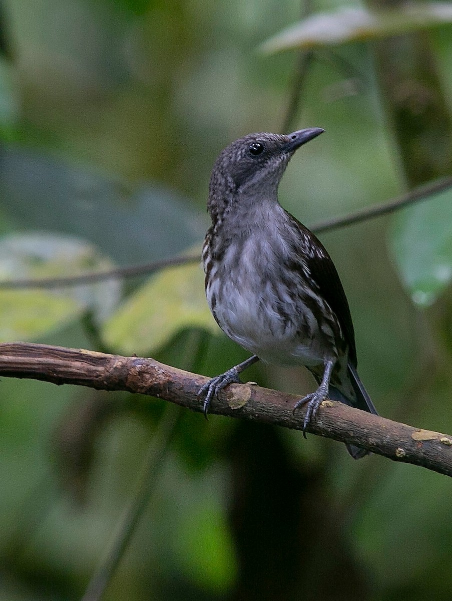 Visayan Rhabdornis - Brendan Sloan