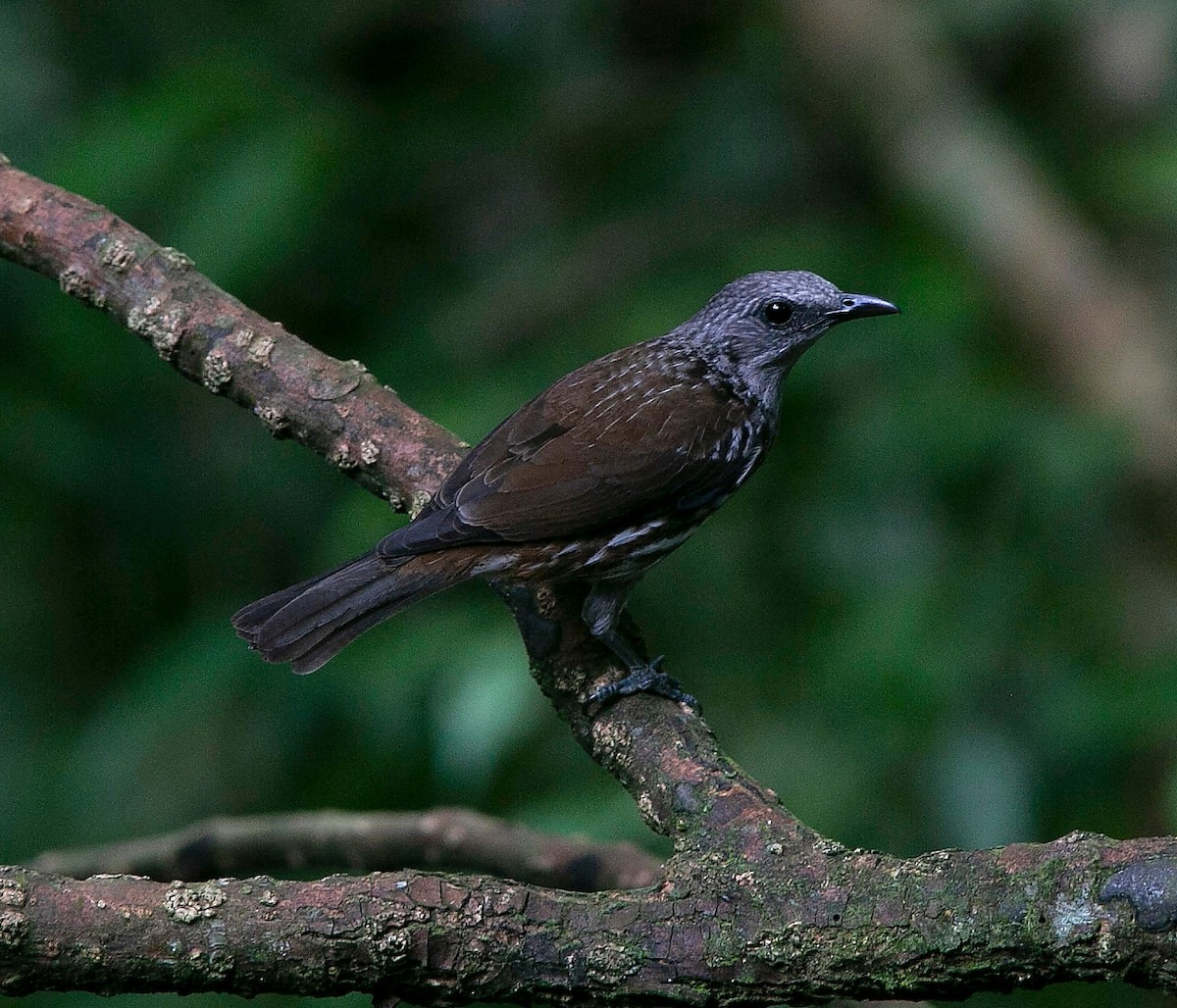 Visayan Rhabdornis - ML606946311