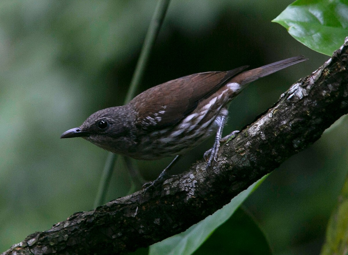 Visayan Rhabdornis - ML606946631