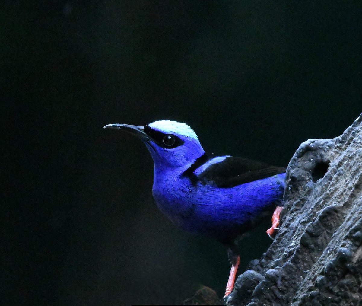 Scarlet-thighed Dacnis - Sherri & Camera Guy