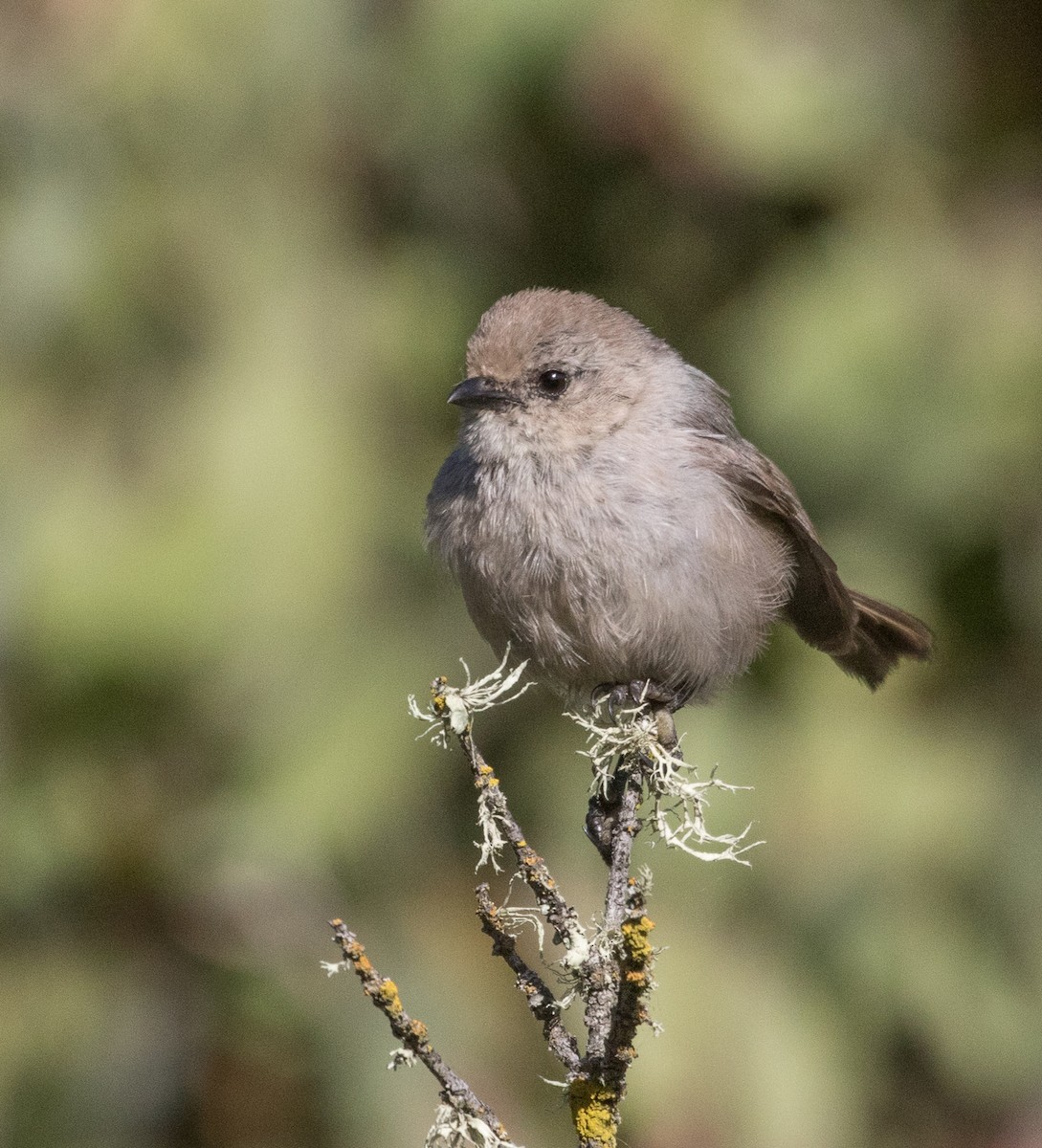 Bushtit - Kathleen Kent