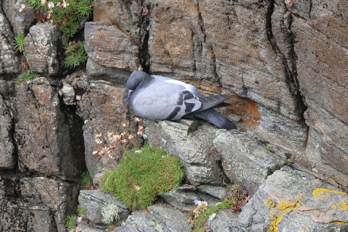Rock Pigeon (Wild type) - ML606948101