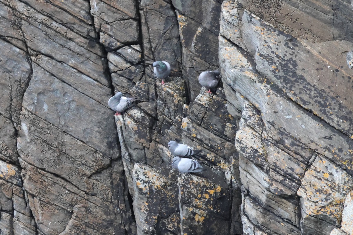 Rock Pigeon (Wild type) - ML606948161