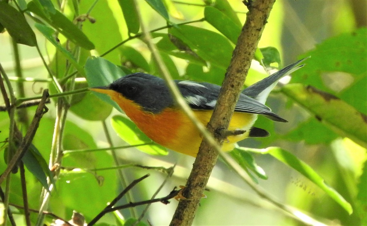 Tropical Parula - Mark Meunier