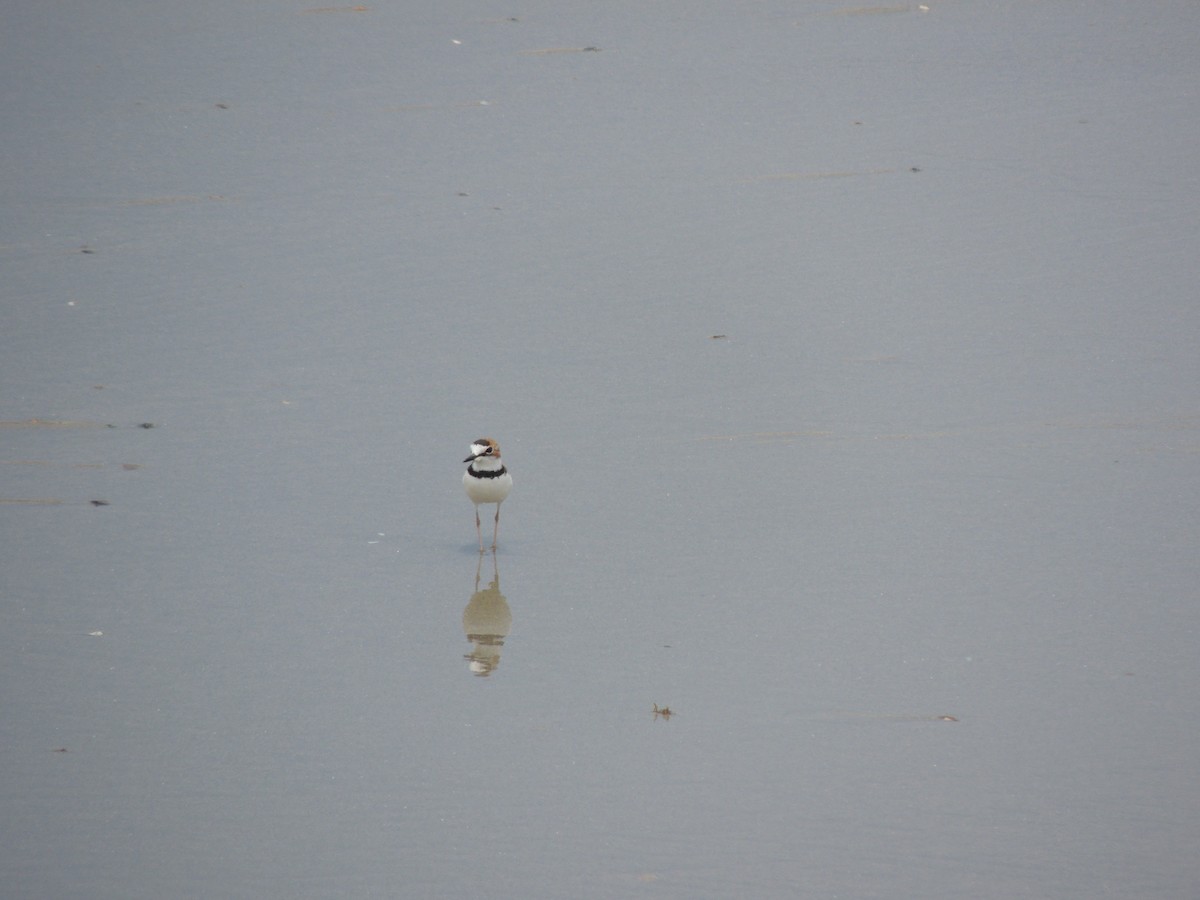 Collared Plover - Carolina Dávila