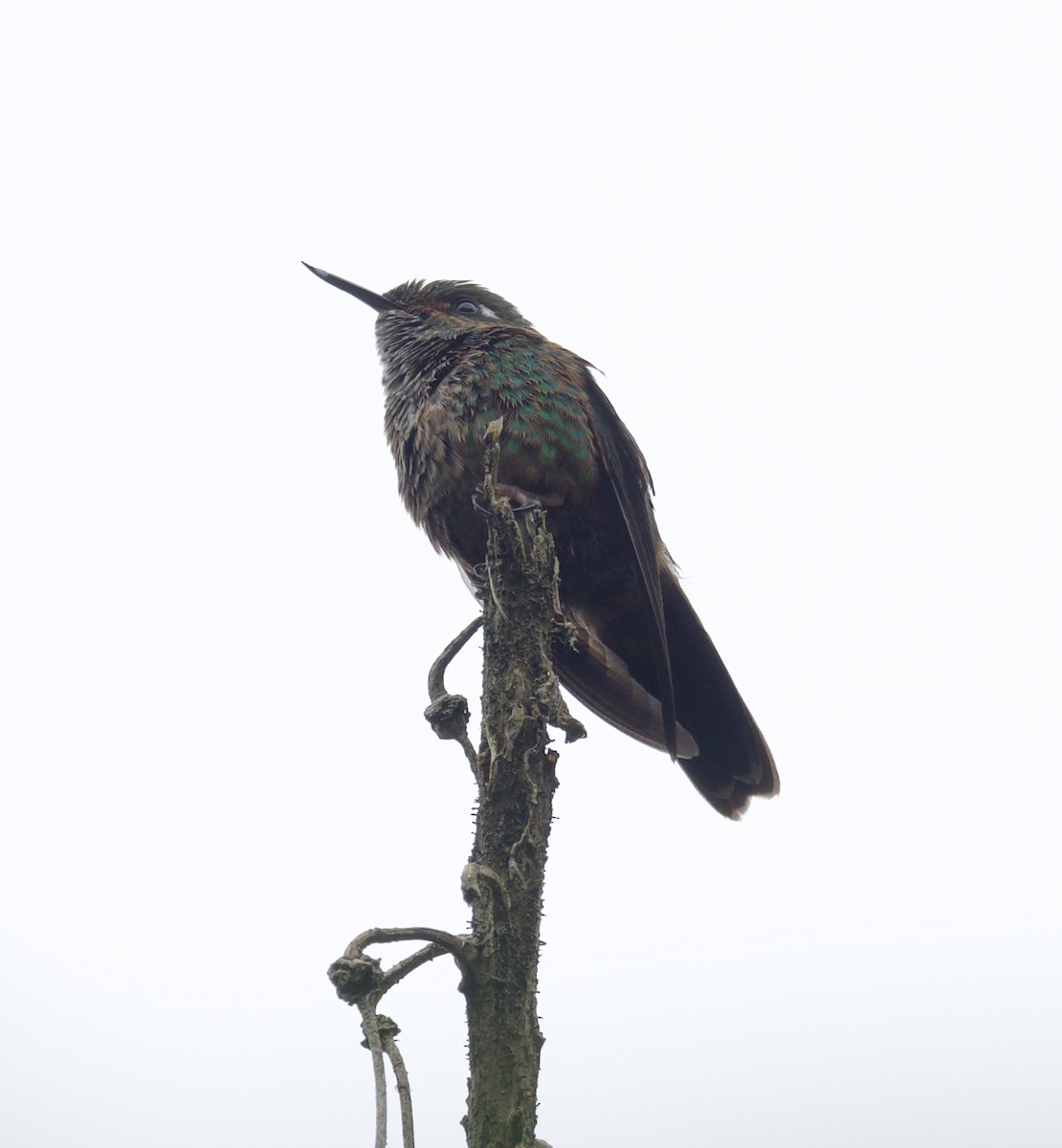 kolibřík ostrozobý - ML606948851