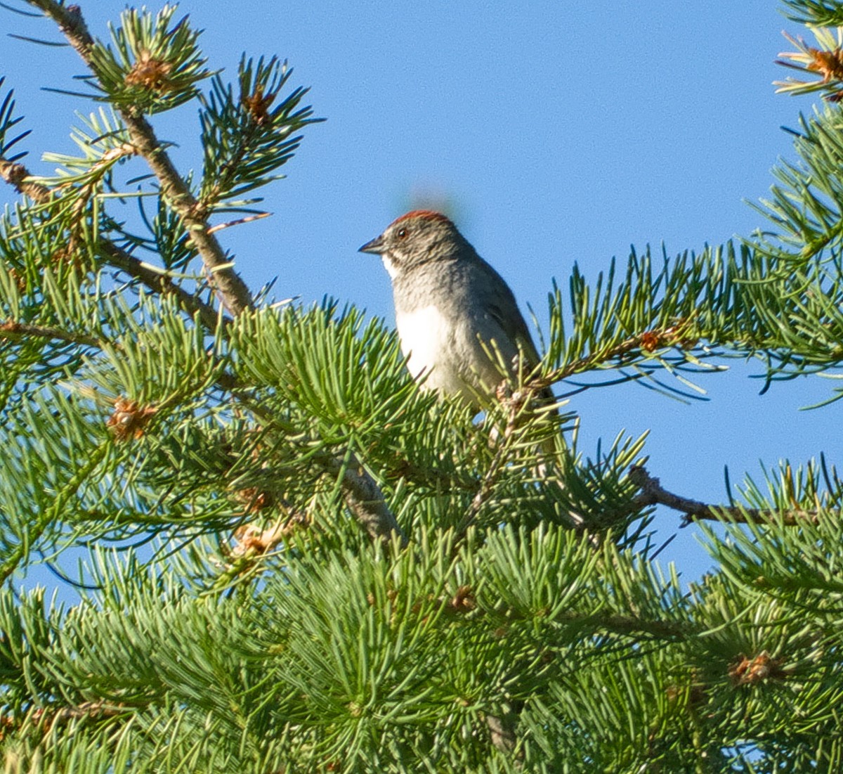 Green-tailed Towhee - ML606949731