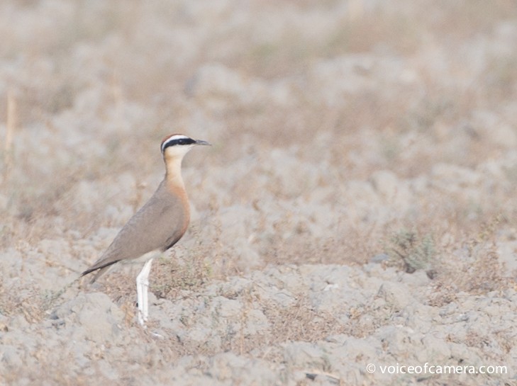 Indian Courser - Santosh Singh