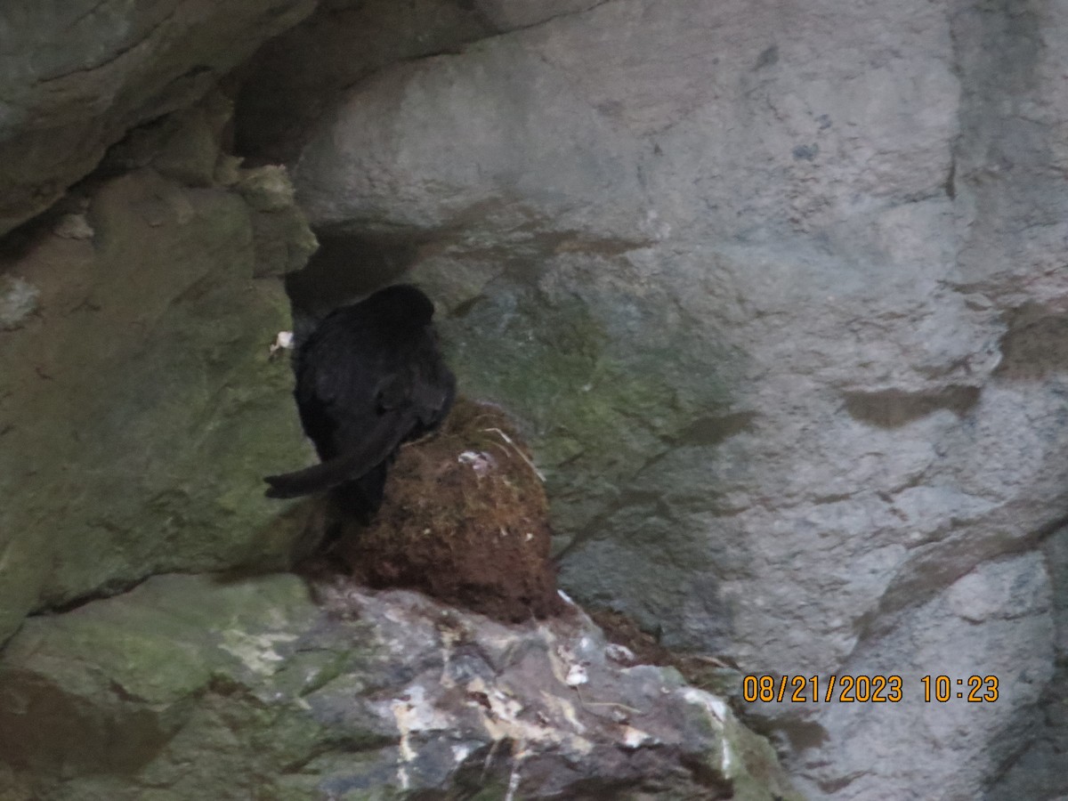 Black Swift - ML606950491