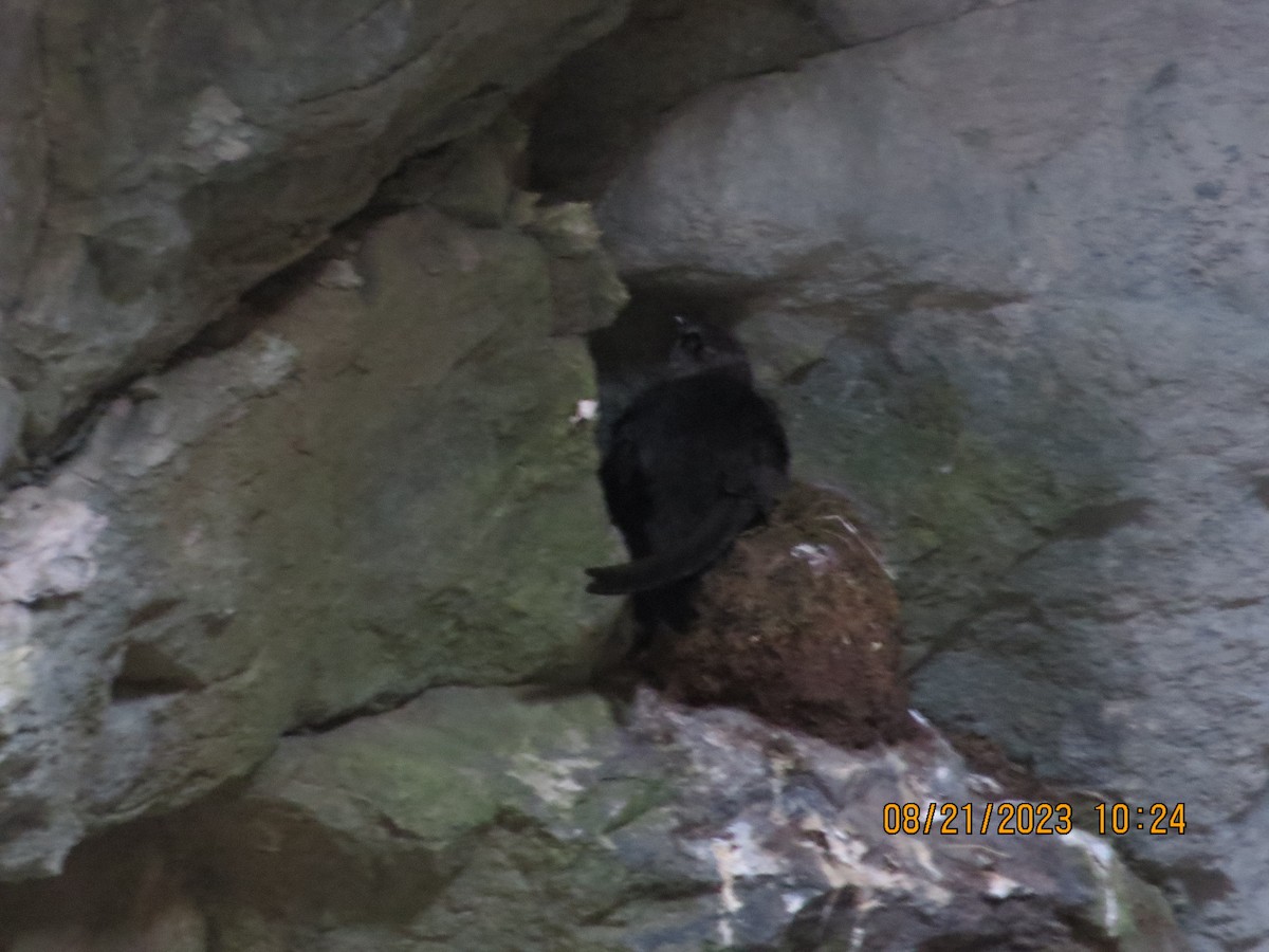 Black Swift - ML606950501