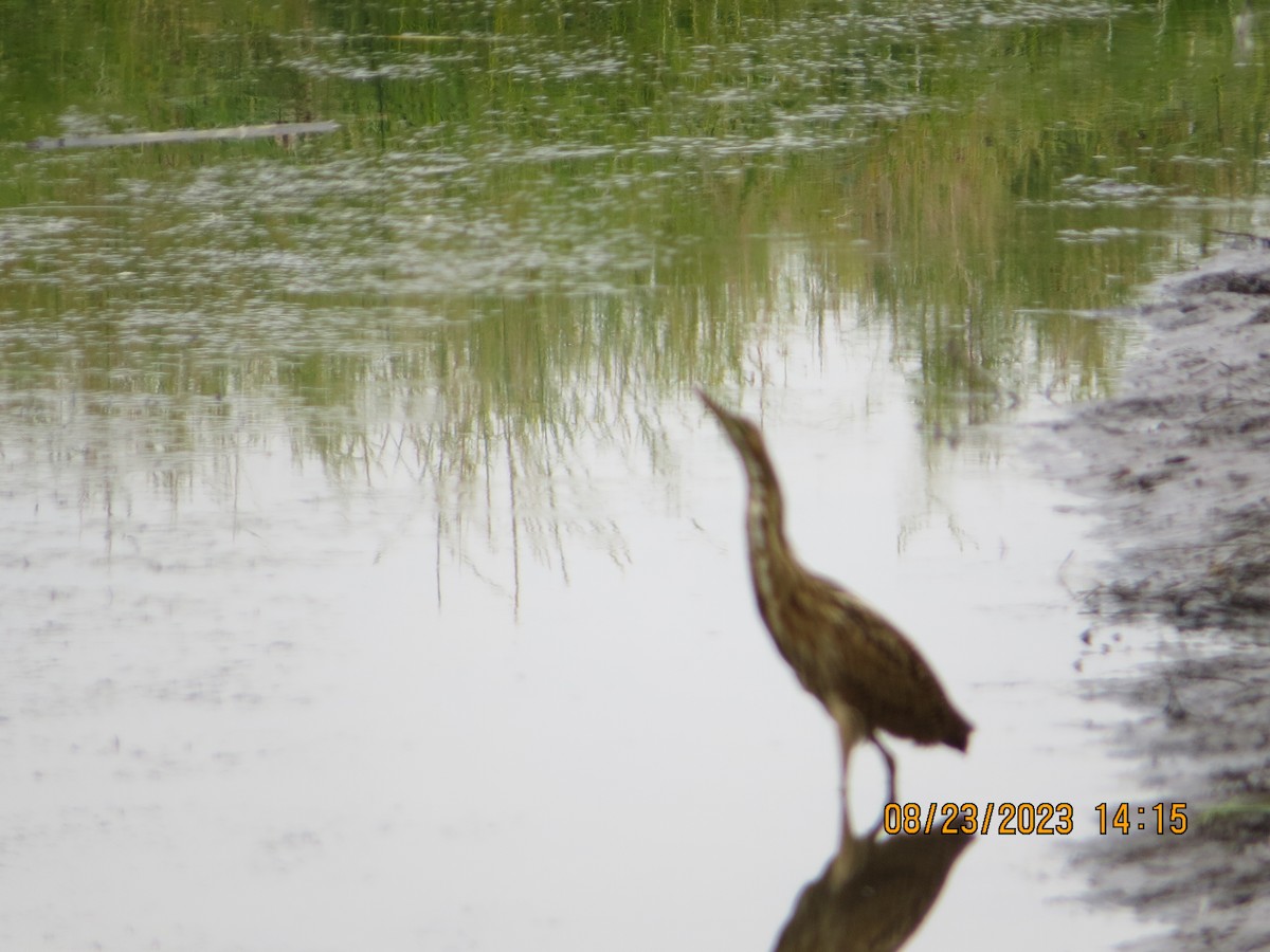 American Bittern - ML606950671
