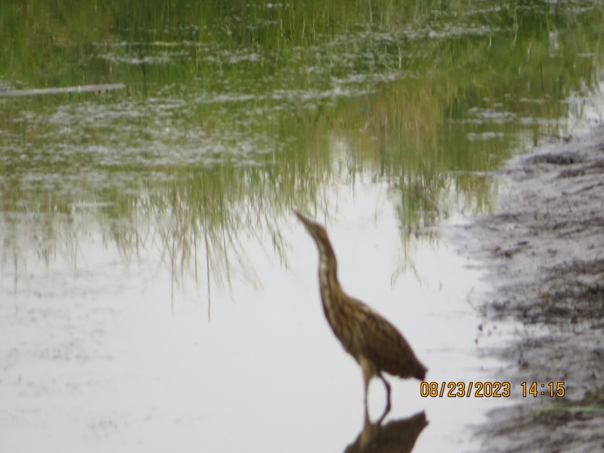 American Bittern - ML606950681