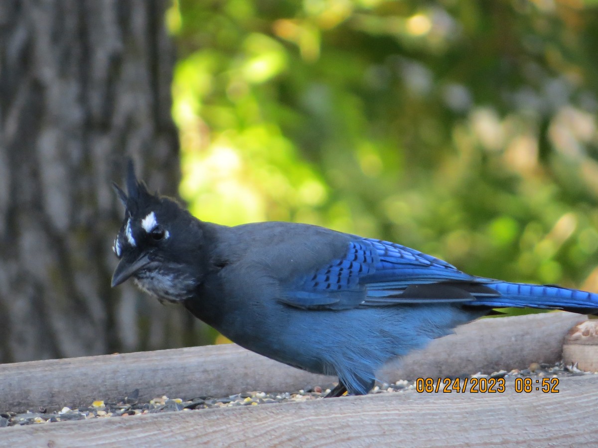 Steller's Jay - ML606950901