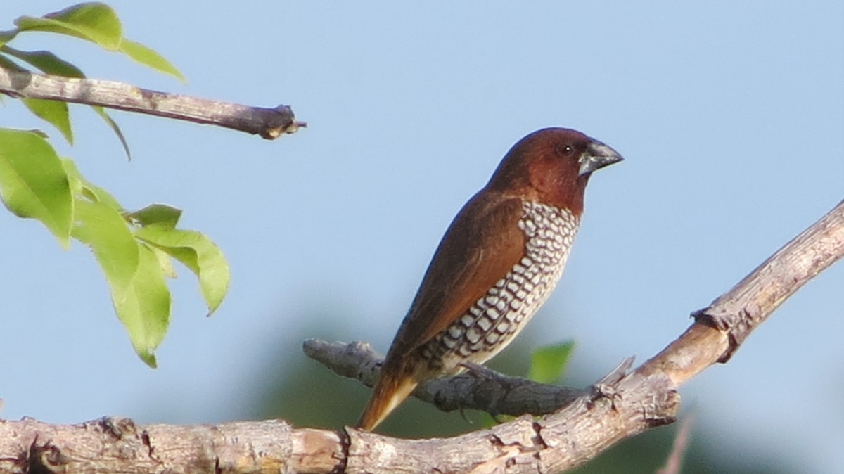 Scaly-breasted Munia - ML606950971