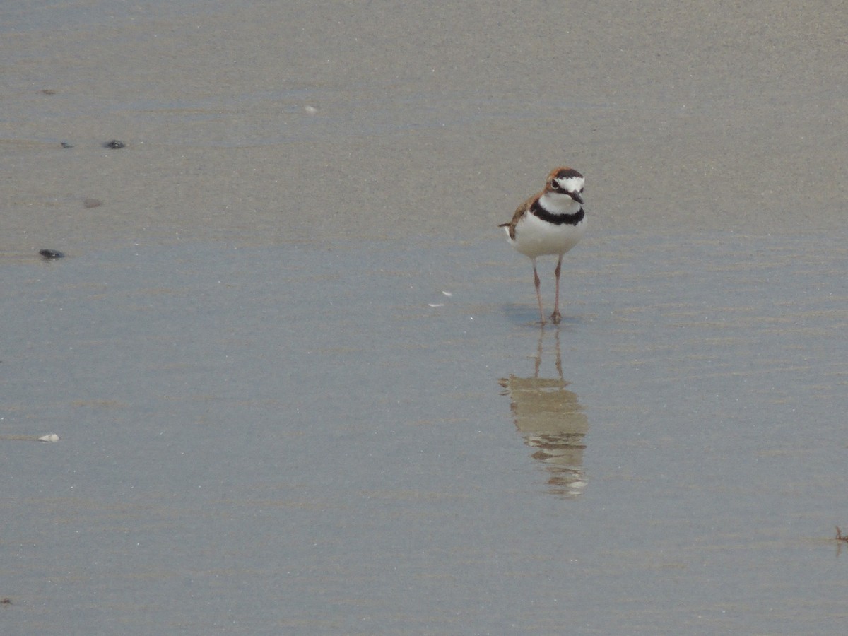 Collared Plover - Carolina Dávila