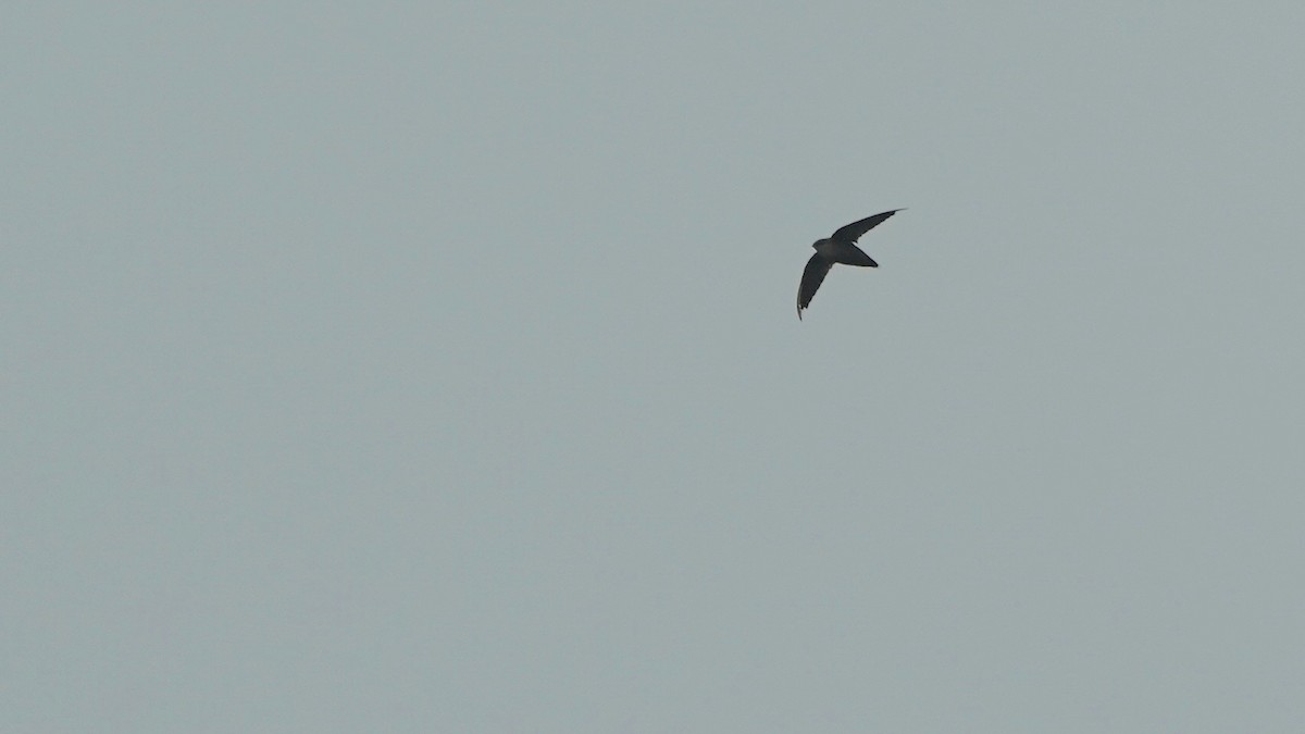 Chimney Swift - ML606951991