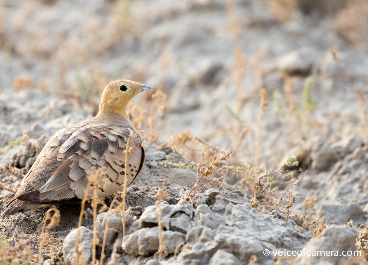 Chestnut-bellied Sandgrouse - ML60695241