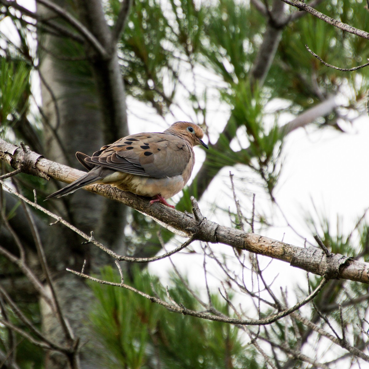 Mourning Dove - ML606952551